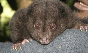 png-cuscus