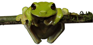 litoria-sauroni