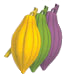 cacao-pods1